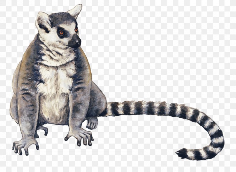 Ring-tailed Lemur Drawing Ring-tailed Cat Raccoon, PNG, 900x658px, Lemur, Animal, Animal Figure, Art, Carnivoran Download Free