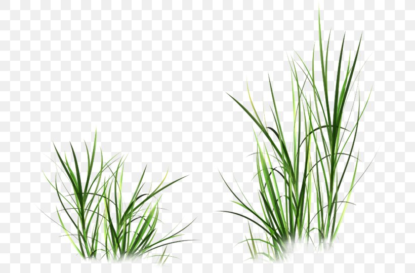 Vetiver Fashion Flower Wheatgrass, PNG, 700x539px, Vetiver, Aquarium Decor, Chrysopogon, Chrysopogon Zizanioides, Commodity Download Free