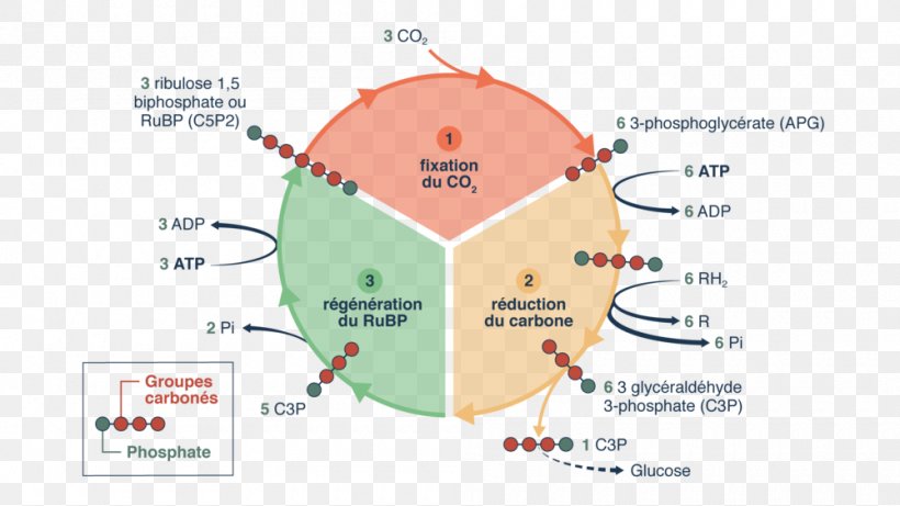 Calvin Cycle Photosynthesis Chemistry Terminale Scientifique Detik, PNG, 1000x563px, Calvin Cycle, Area, Bank, Chemistry, Detik Download Free