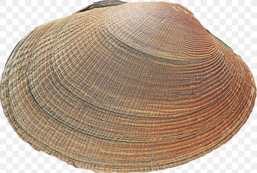 Clam Cockle Mussel Oyster Headgear, PNG, 1450x976px, Clam, Clams Oysters Mussels And Scallops, Cockle, Hat, Headgear Download Free
