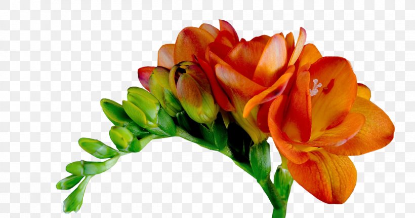 Cut Flowers Tulip Flower Bouquet Floral Design, PNG, 1200x630px, Flower, Artificial Flower, Birthday, Botany, Bouquet Download Free
