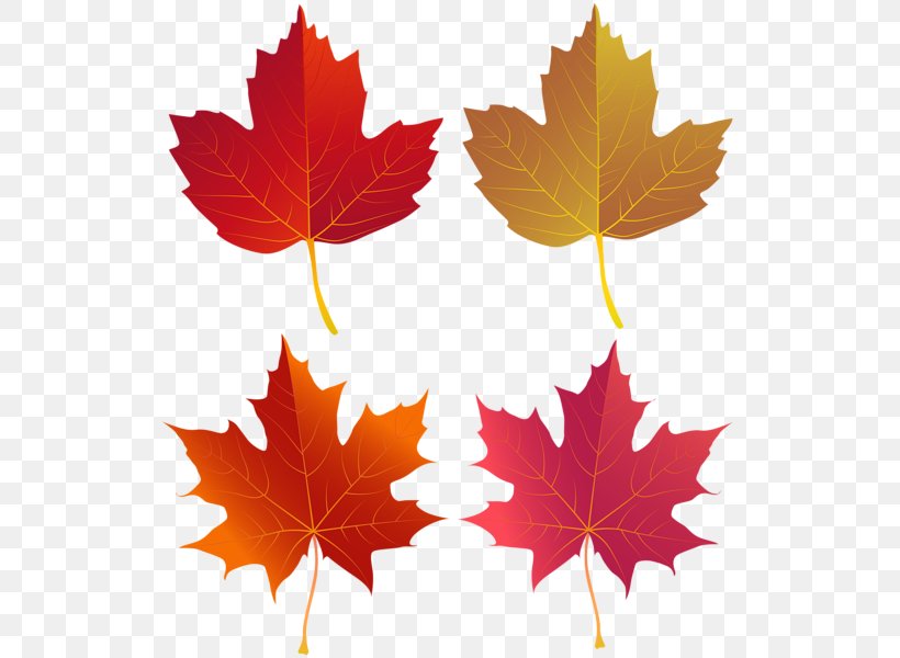 Maple Leaf Clip Art Vector Graphics Image, PNG, 529x600px, Maple Leaf, Leaf, Maple, Maple Tree, Plane Tree Family Download Free