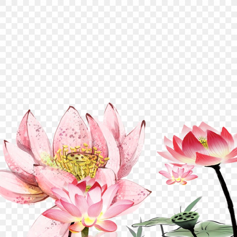 Nelumbo Nucifera Drawing Floral Design, PNG, 945x945px, Nelumbo Nucifera, Aquatic Plant, Blossom, Cut Flowers, Designer Download Free