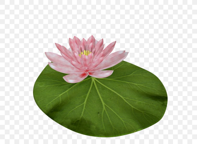 Nelumbo Nucifera Lotus Seed White Clip Art, PNG, 600x600px, Nelumbo Nucifera, Annual Plant, Aquatic Plant, Cartoon, Flower Download Free