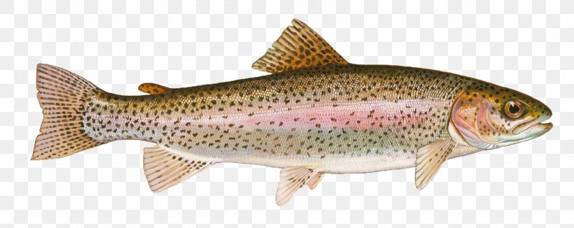 Rainbow Trout Largemouth Bass Cutthroat Trout Fly Fishing, PNG, 1742x693px, Watercolor, Cartoon, Flower, Frame, Heart Download Free