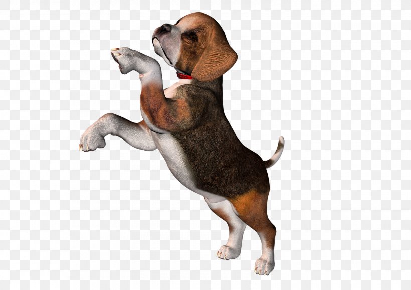 Pocket Beagle Puppy Clip Art, PNG, 1600x1131px, Beagle, Bloodhound, Carnivoran, Clipgrab, Companion Dog Download Free