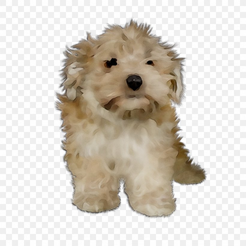 Cockapoo Cavapoo Miniature Poodle Schnoodle Goldendoodle, PNG, 1026x1026px, Cockapoo, Bolognese, Bolonka, Canidae, Carnivore Download Free