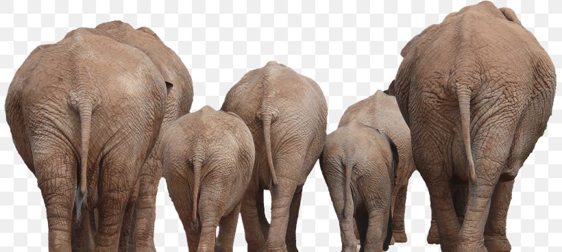 Elephant India, PNG, 807x368px, Stock Photography, African Elephant, Child, Elephant, Elephants And Mammoths Download Free