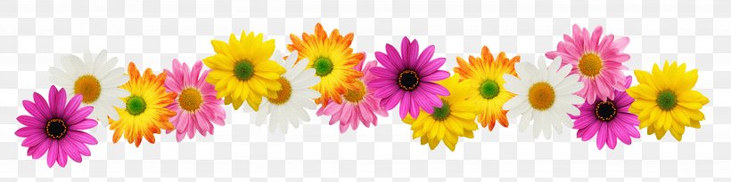 Flower Stock Photography Spring Clip Art, PNG, 5331x1336px, Flower, Magenta, Petal, Photography, Pink Download Free