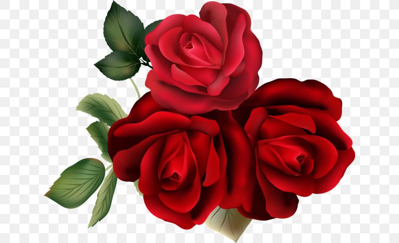 Garden Roses Cabbage Rose Floribunda Cut Flowers, PNG, 640x500px, Garden Roses, Blue Rose, Cabbage Rose, Cut Flowers, Floral Design Download Free