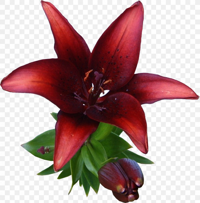 Lilium Cut Flowers Painting, PNG, 1182x1200px, Lilium, Color, Cut Flowers, Flower, Flowering Plant Download Free