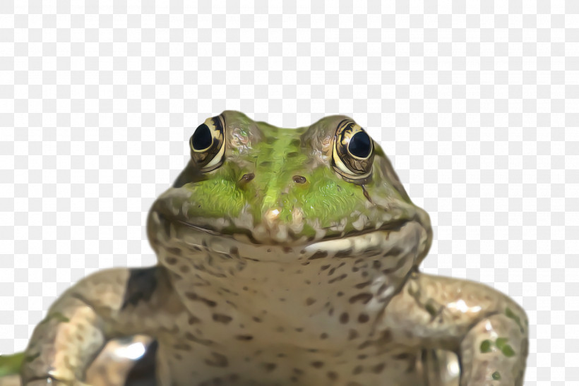 Toad Amphibians Frogs American Bullfrog Tree Frog, PNG, 1920x1282px, Toad, American Bullfrog, American Water Frogs, Amphibians, Cartoon Download Free