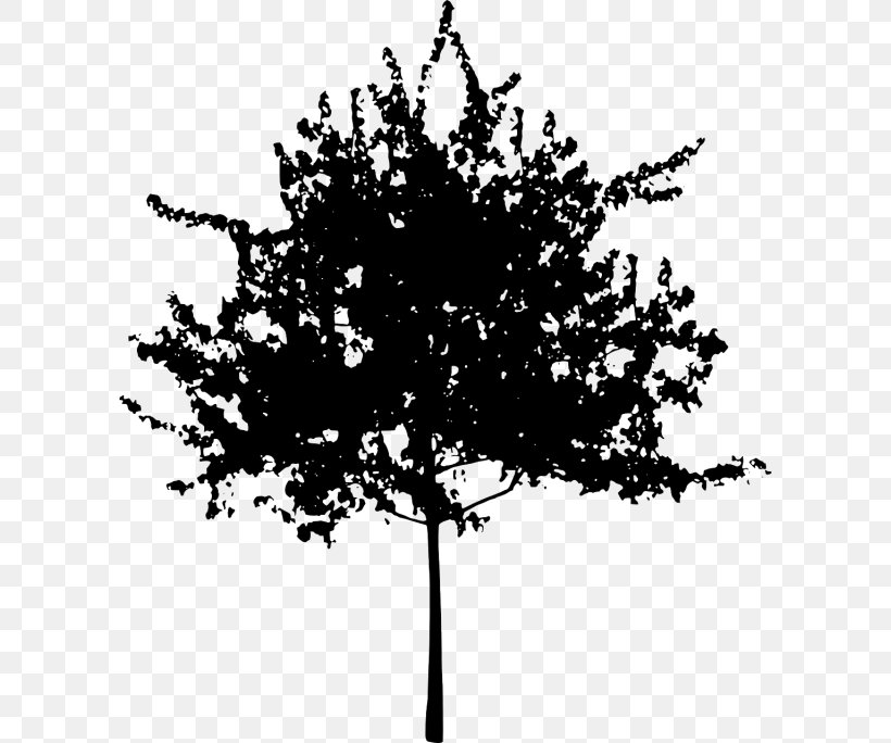 Tree Silhouette Clip Art, PNG, 600x684px, Tree, Birch, Black And White, Branch, Drawing Download Free