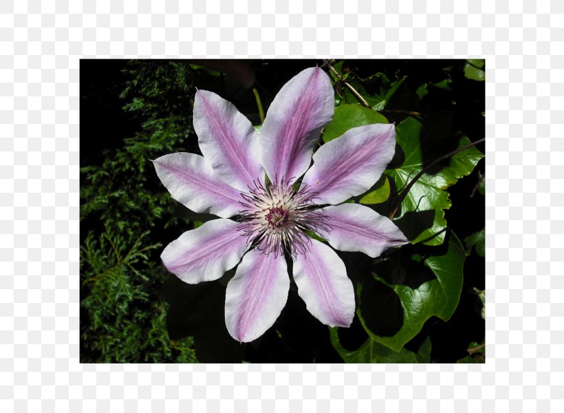 Clematis Viticella Flower Alpine Clematis Seed Vine, PNG, 600x600px, Clematis Viticella, Bulb, Clematis, Flora, Flower Download Free