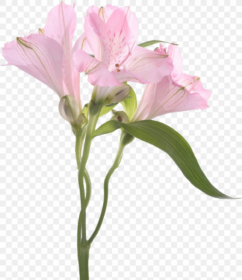 Cut Flowers Lily Of The Incas Plant Pink, PNG, 933x1080px, Flower, Alstroemeriaceae, Amaryllis Belladonna, Cut Flowers, Flowering Plant Download Free