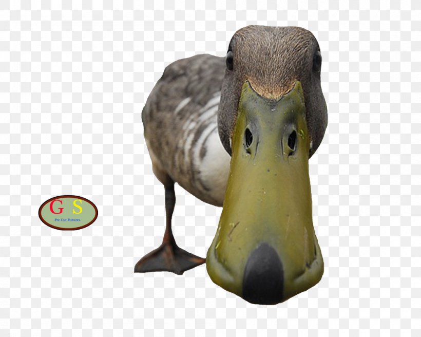 Duck Water Bird Paw, PNG, 1000x800px, Duck, Animal, Beak, Bird, Ducks Geese And Swans Download Free
