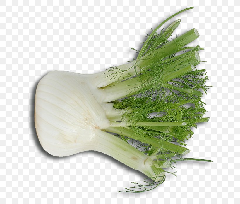 Fennel Scallion Italian Cuisine Vegetarian Cuisine Herb, PNG, 700x700px, Fennel, Anise, Condiment, Cuisine, Dill Download Free