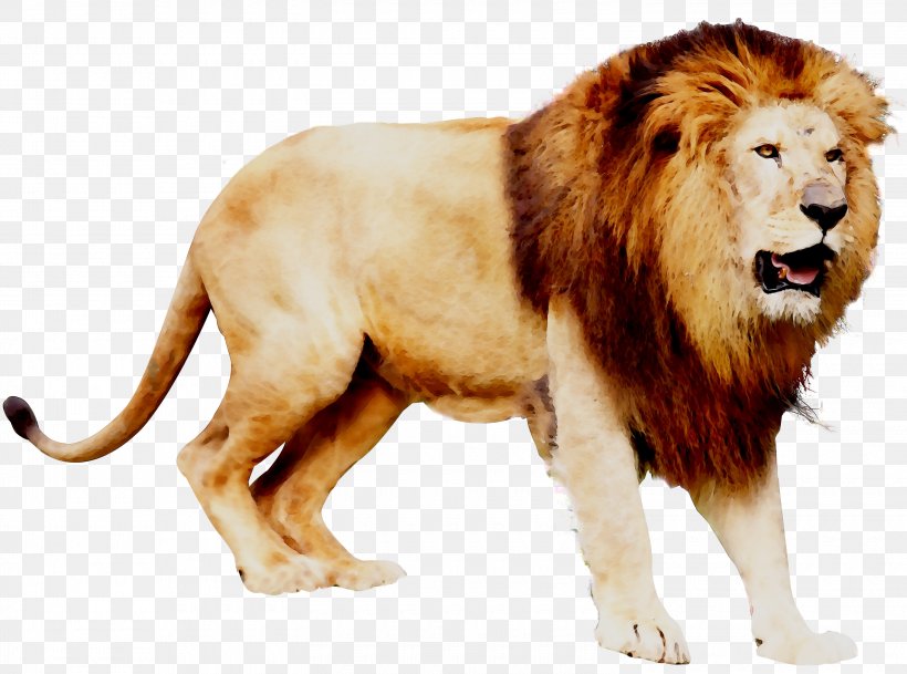 Lion Big Cat Terrestrial Animal Fur, PNG, 3000x2229px, Lion, Animal, Animal Figure, Big Cat, Big Cats Download Free