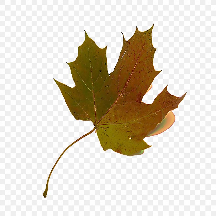 Maple Leaf, PNG, 1024x1024px, Leaf, Black Maple, Deciduous, Holly, Maple Leaf Download Free