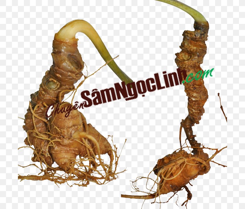 Ngọc Linh Panax Vietnamensis Sâm Asian Ginseng Saponin, PNG, 700x700px, Sam, American Ginseng, Asian Ginseng, Blood, Cough Medicine Download Free