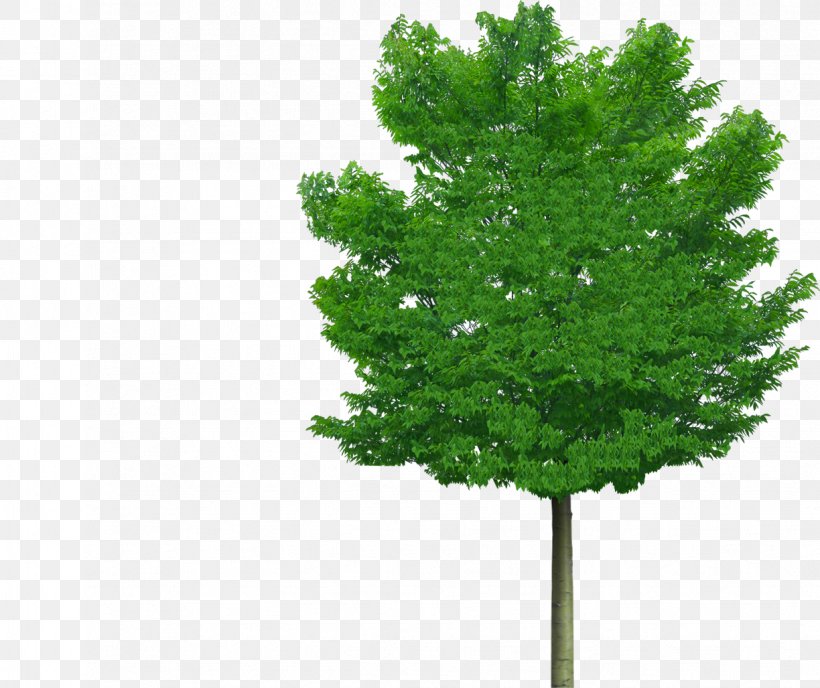 Zelkova Serrata Tree Arbre D'alignement Green Lindens, PNG, 1224x1028px, Zelkova Serrata, Biome, Bonsai, Branch, Conifer Download Free