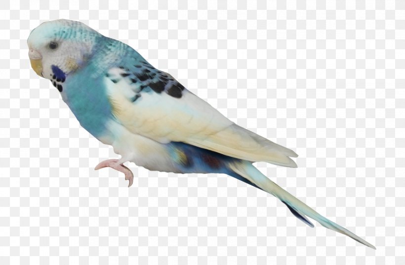 Budgerigar Parrot Lovebird, PNG, 1241x815px, Budgerigar, Beak, Bird, Cockatiel, Common Pet Parakeet Download Free