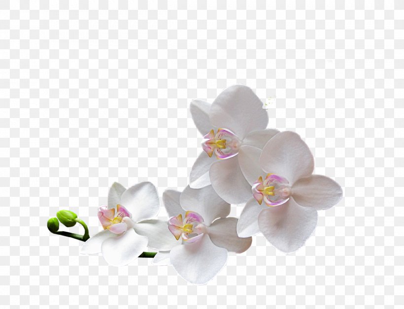 Clip Art Orchids Flower Image, PNG, 2419x1853px, Orchids, Blossom, Cut Flowers, Film Frame, Flower Download Free