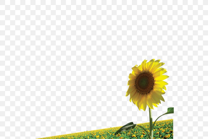 Common Sunflower Illustration, PNG, 550x550px, Common Sunflower, Cdr, Daisy Family, Field, Flower Download Free