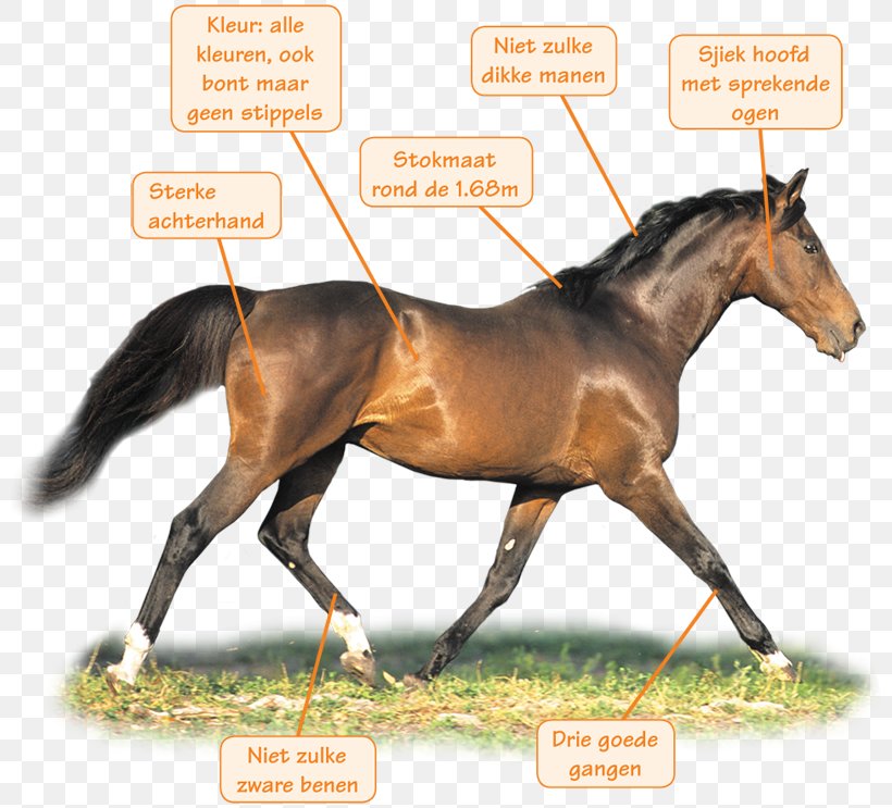 Dutch Warmblood Stallion Mustang Bridle, PNG, 800x743px, Dutch Warmblood, Bit, Bridle, Equestrian, Halter Download Free