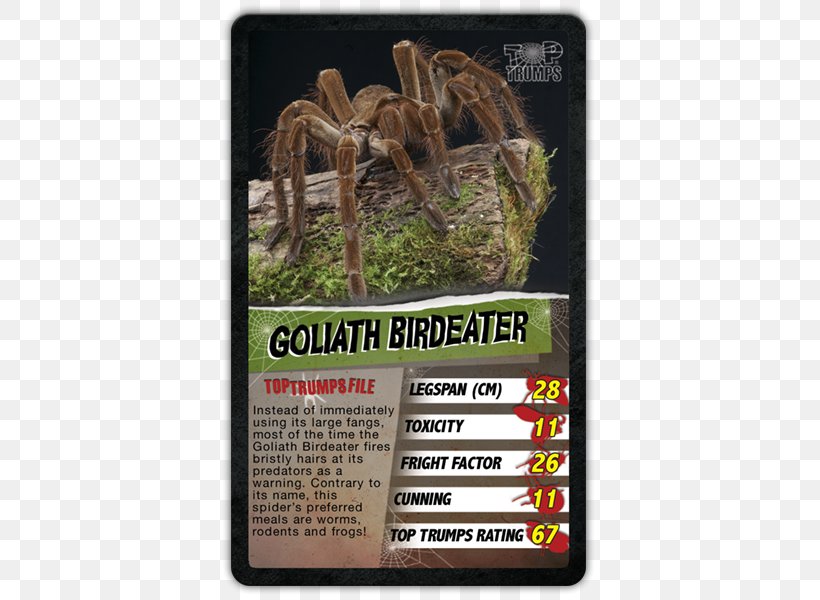 Top Trumps Spider Game Goliath Birdeater, PNG, 600x600px, Top Trumps, Arachnid, Card Game, Fauna, Game Download Free
