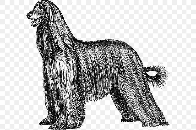 Afghan Hound Scottish Deerhound Taigan Ancient Dog Breeds, PNG, 600x544px, Afghan Hound, Ancient Dog Breeds, Black And White, Breed, Breed Group Dog Download Free