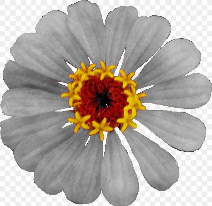 Daisy, PNG, 1485x1443px, Watercolor, Barberton Daisy, Chamomile, Daisy, Flower Download Free