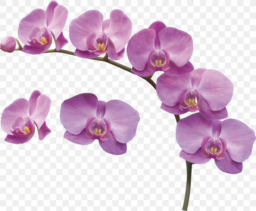 Orchids, PNG, 1243x1024px, Cdr, Cut Flowers, Flower, Flowering Plant, Lilac Download Free