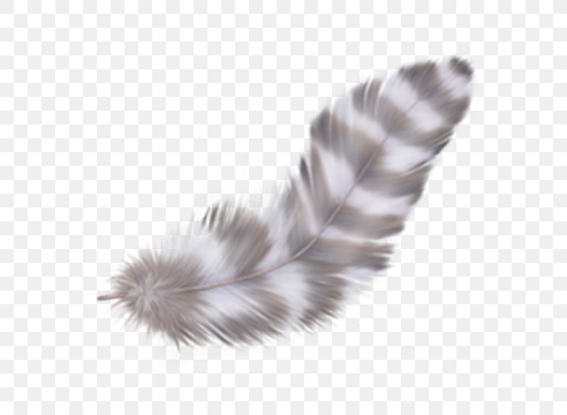 Wing Fur Tail, PNG, 600x600px, Information, Feather, Fur, Pdf, Pptx Download Free