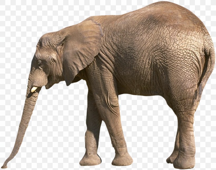 Worksheet Reading Comprehension Letter Elephant Homework, PNG, 2025x1600px, African Bush Elephant, African Elephant, African Forest Elephant, Animal, Animation Download Free