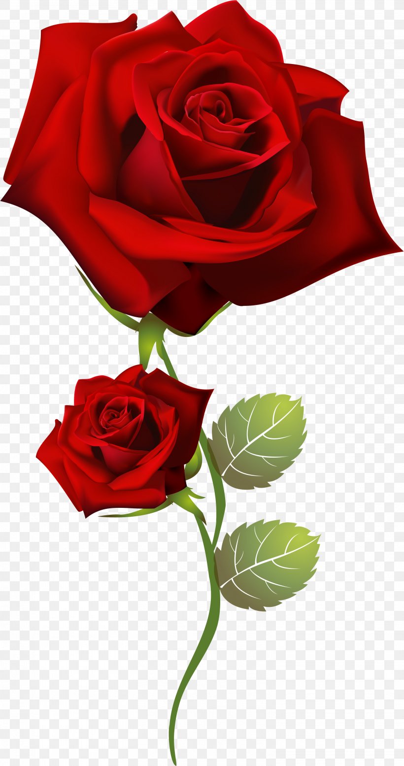 Garden Roses Home Page Clip Art, PNG, 3014x5718px, Garden Roses, Cut Flowers, Flora, Floral Design, Floristry Download Free