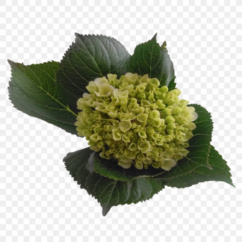Hydrangea Color Blue-green Yellow, PNG, 900x900px, Hydrangea, Blue, Bluegreen, Color, Cornales Download Free