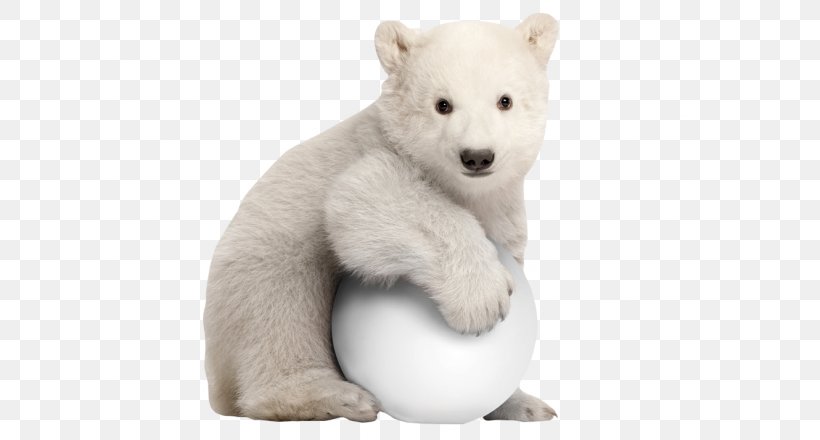 Polar Bear Stock Photography Royalty-free, PNG, 700x440px, Polar Bear, Animal Figure, Bear, Book, Carnivoran Download Free