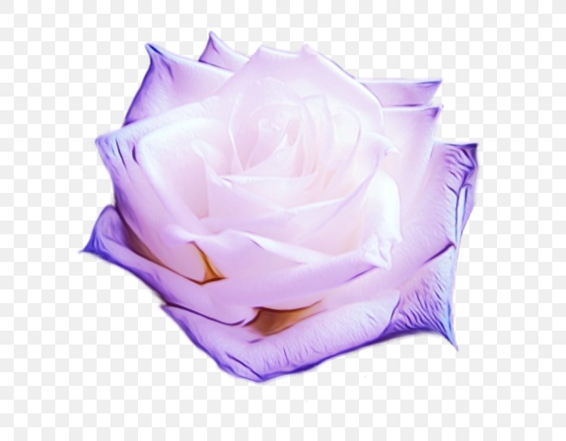 Garden Roses, PNG, 640x640px, Watercolor, Flower, Garden Roses, Hybrid Tea Rose, Lavender Download Free