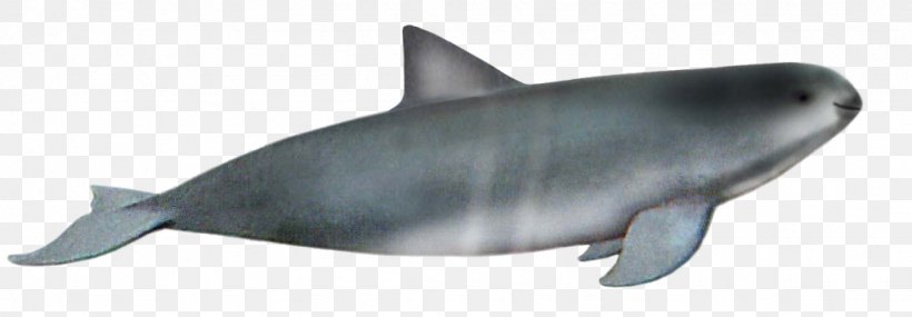 Requiem Sharks Marine Biology Dolphin, PNG, 1024x357px, Requiem Sharks, Animal, Animal Figure, Biology, Dolphin Download Free