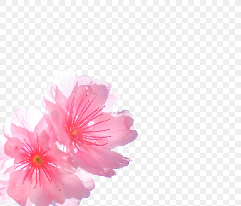 Cherry Blossom Pink, PNG, 824x706px, Cherry Blossom, Blossom, Cerasus, Cherry, Dahlia Download Free