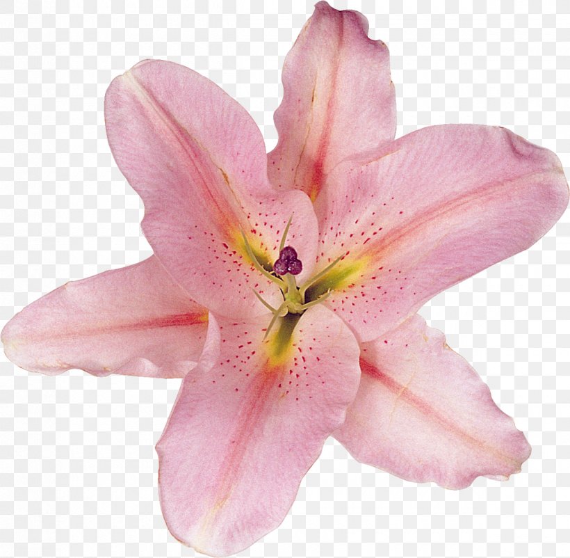 Lilium Flower, PNG, 1200x1175px, Lilium, Data, Daylily, Flower, Flowering Plant Download Free