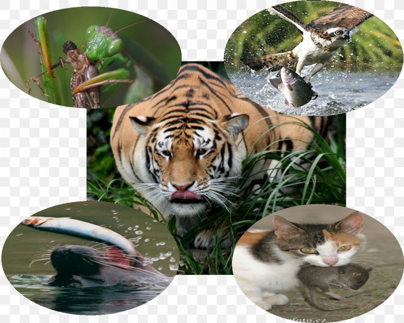 Tiger Cat Wildlife Fauna Terrestrial Animal, PNG, 1172x940px, Tiger, Animal, Big Cat, Big Cats, Biology Download Free
