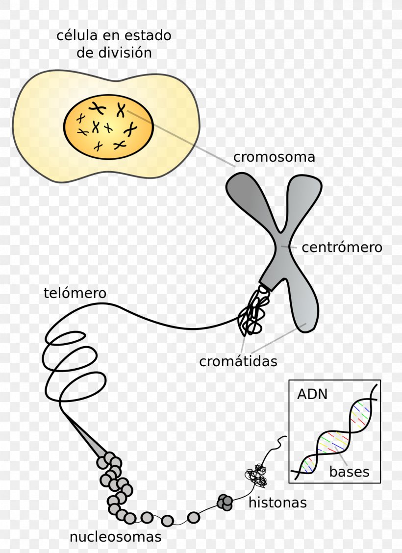 Chromosome 19 DNA Centromere Gene, PNG, 1200x1652px, Watercolor, Cartoon, Flower, Frame, Heart Download Free