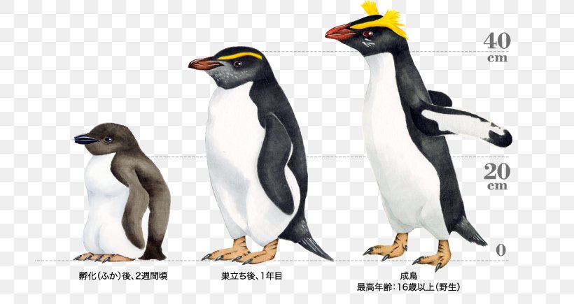 King Penguin Snares Penguin Fiordland Penguin, PNG, 720x435px, King Penguin, African Penguin, Animal Figure, Beak, Bird Download Free