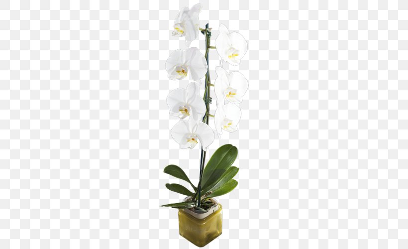 Moth Orchids Dendrobium Floral Design Cut Flowers, PNG, 500x500px, Moth Orchids, Artificial Flower, Branch, Cut Flowers, Dendrobium Download Free