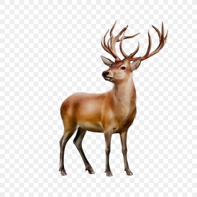 Reindeer White-tailed Deer Elk Antler, PNG, 1600x1600px, Reindeer, Animal, Antler, Deer, Elk Download Free