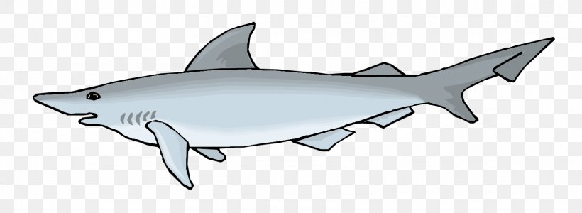 Requiem Shark Squaliformes Tiger Shark Whale Shark, PNG, 1617x592px, Requiem Shark, Cartilaginous Fish, Concepteur, Fish, Gratis Download Free