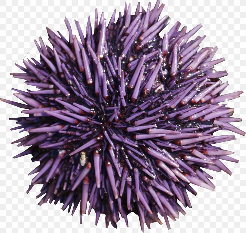 Sea Urchin Purple, PNG, 2435x2313px, Sea Urchin, Echinoderm, Flower, Globe Thistle, Invertebrate Download Free