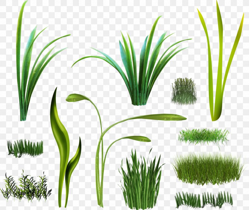 Vetiver Plant Arecaceae Wheatgrass Sweet Grass, PNG, 1212x1024px, Vetiver, Aquarium Decor, Arecaceae, Arecales, Chrysopogon Download Free